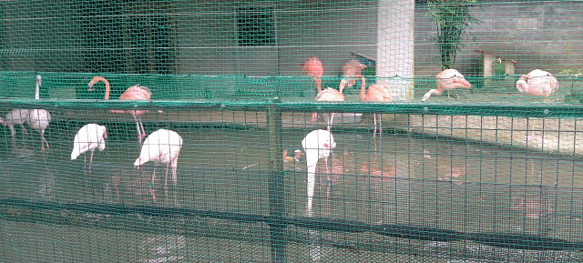 高岡古城公園動物園のフラミンゴの写真