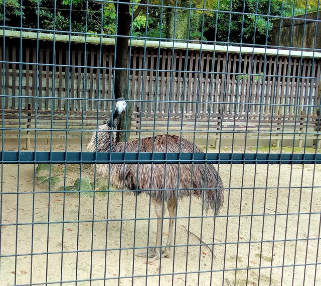 高岡古城公園動物園のエミューの写真