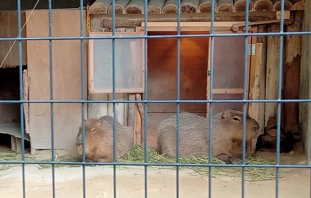 高岡古城公園動物園のカピバラの写真