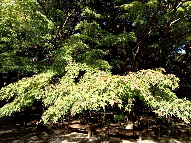 色づき始めた旧古河庭園の日本庭園の紅葉の様子４の画像